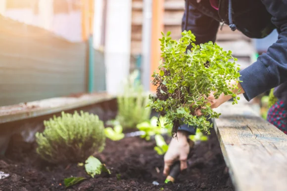 Person pflanzt Kräuter in Hochbeet